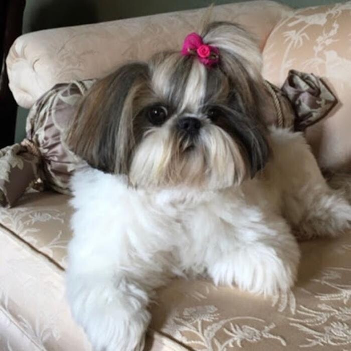 Images Lashley Animal Hospital