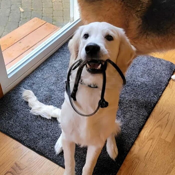 Images Lashley Animal Hospital