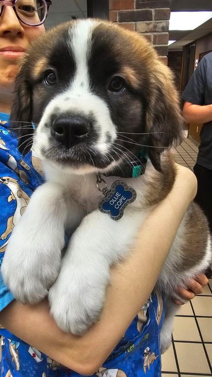 Images Lashley Animal Hospital