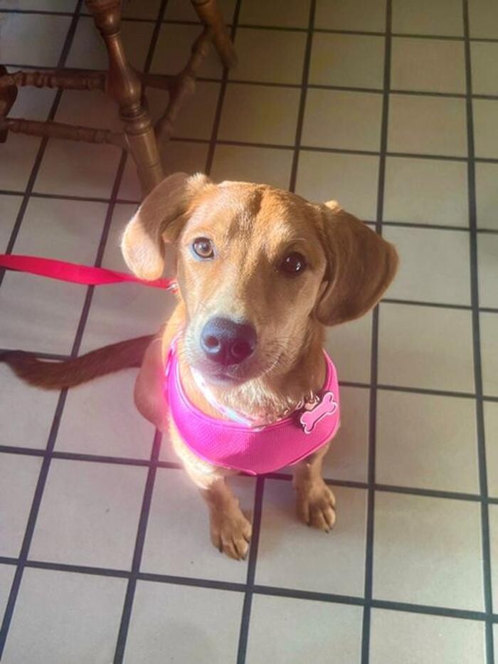 Images Lashley Animal Hospital