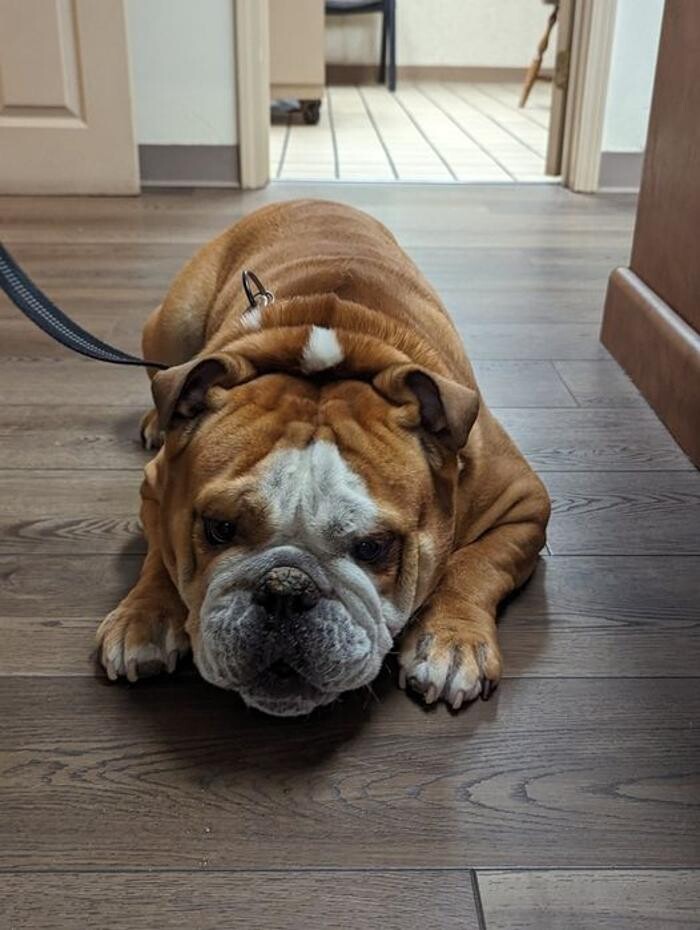 Images Lashley Animal Hospital