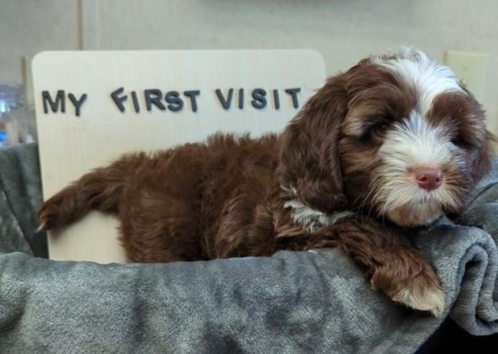 Images Lashley Animal Hospital