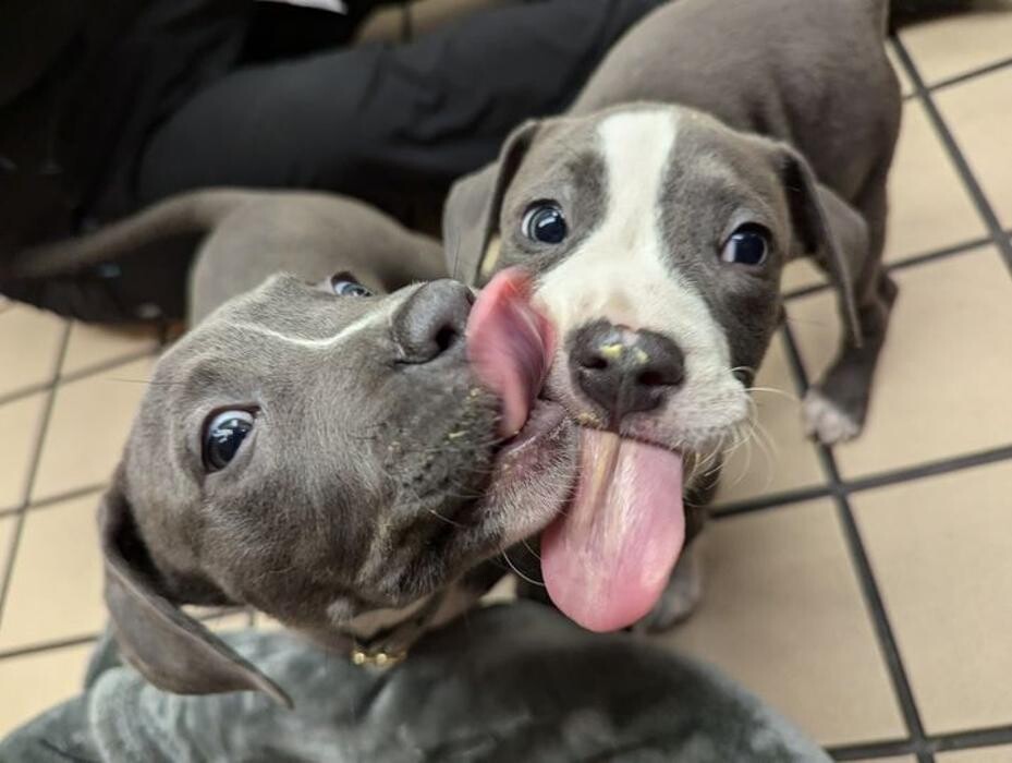 Images Lashley Animal Hospital