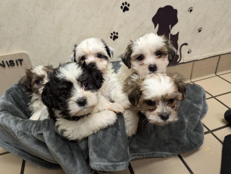 Images Lashley Animal Hospital