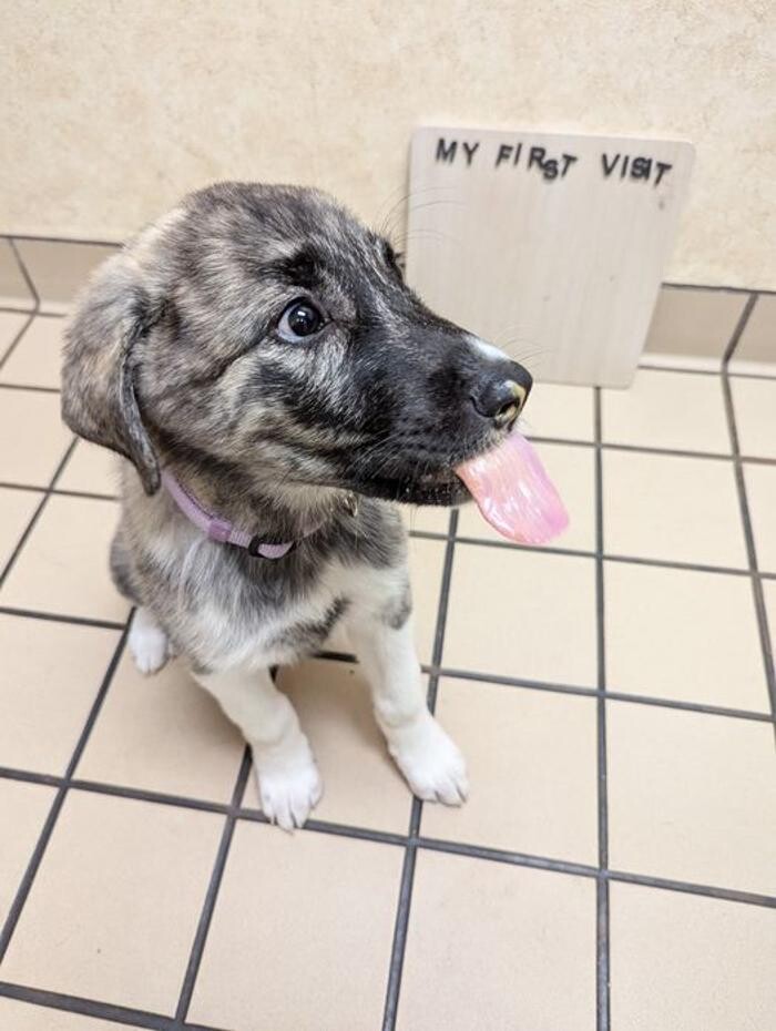 Images Lashley Animal Hospital