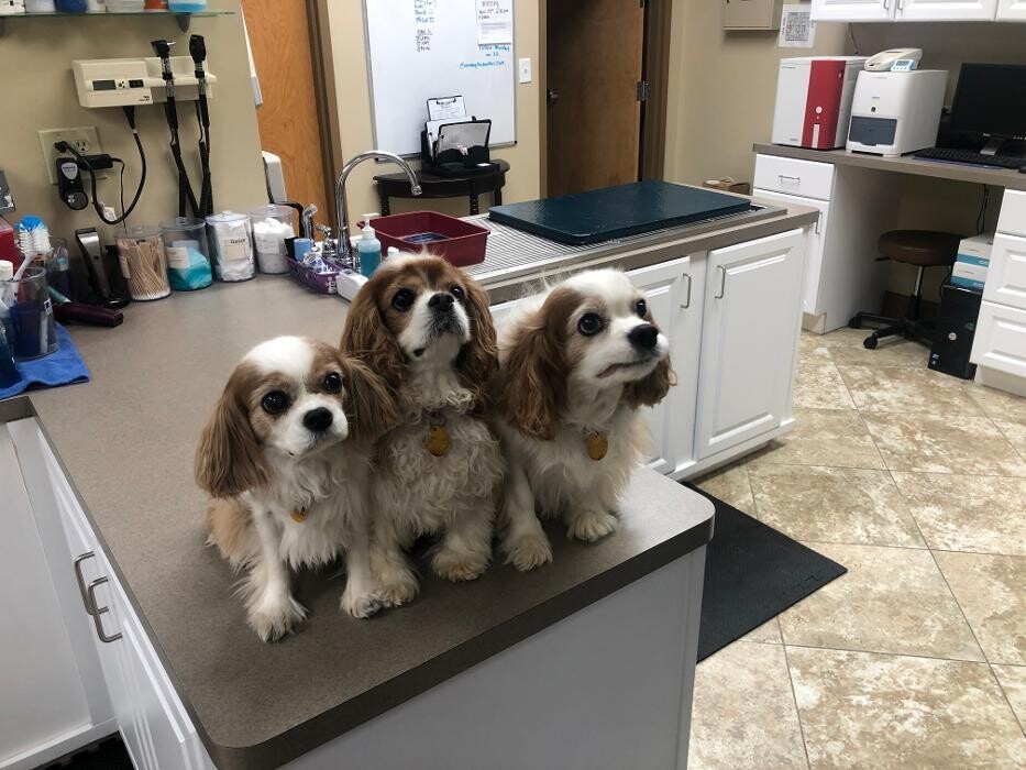 Images Apalachee Ridge Animal Hospital