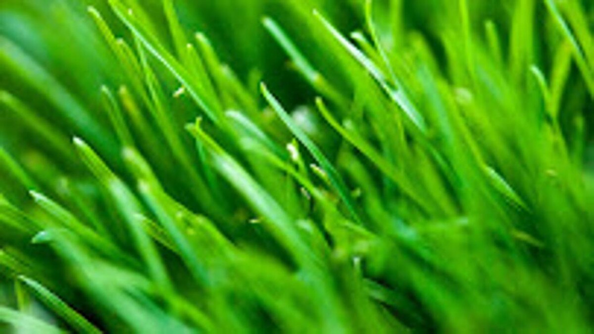 Images Linda Passey Law Offices