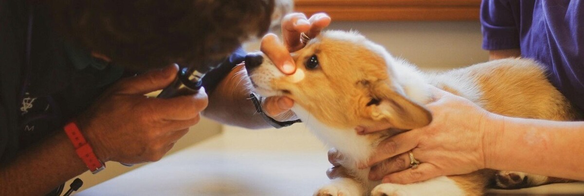 Images North Main Animal Clinic