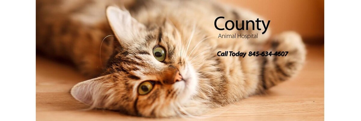 Images County Animal Hospital