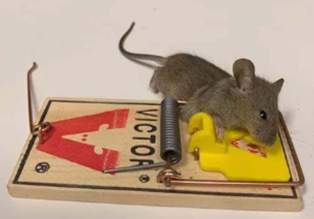 Images Inter-County Exterminators, Inc.