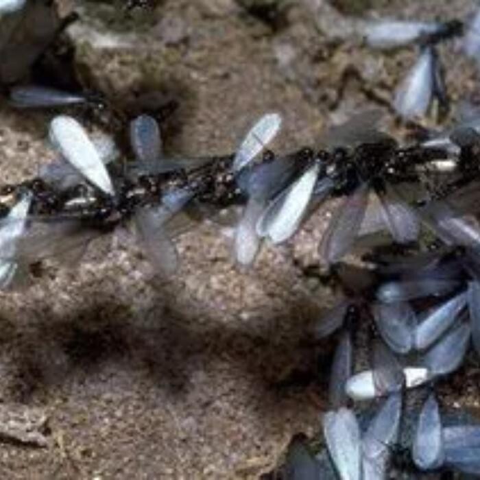 Images Inter-County Exterminators, Inc.