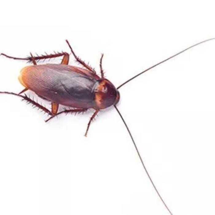 Images Inter-County Exterminators, Inc.