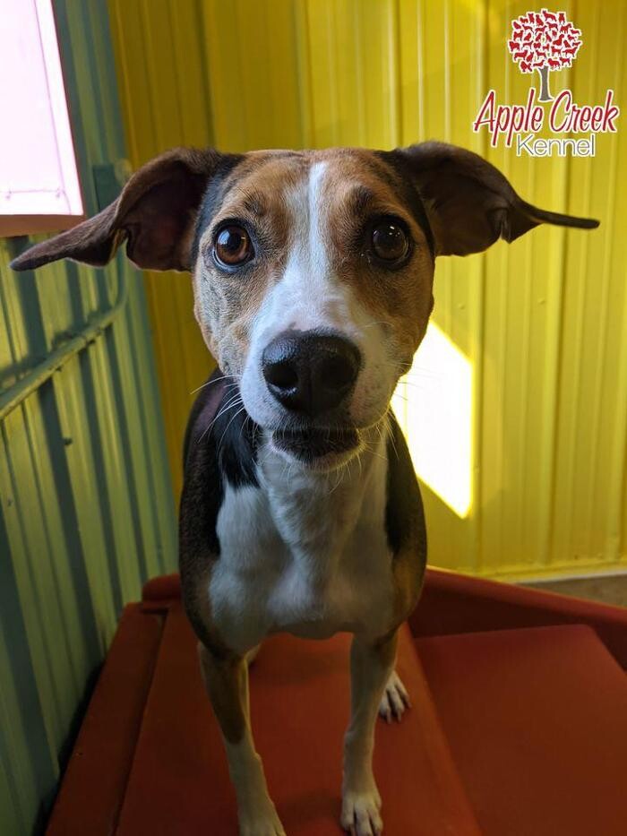 Images Apple Creek Kennel