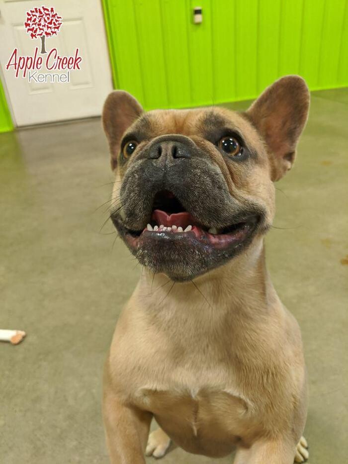 Images Apple Creek Kennel