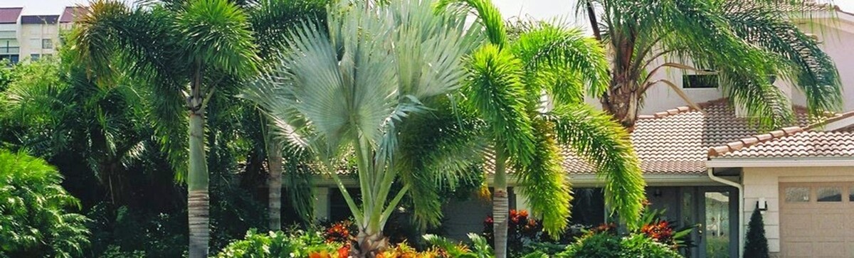 Images Palm Trees Direct