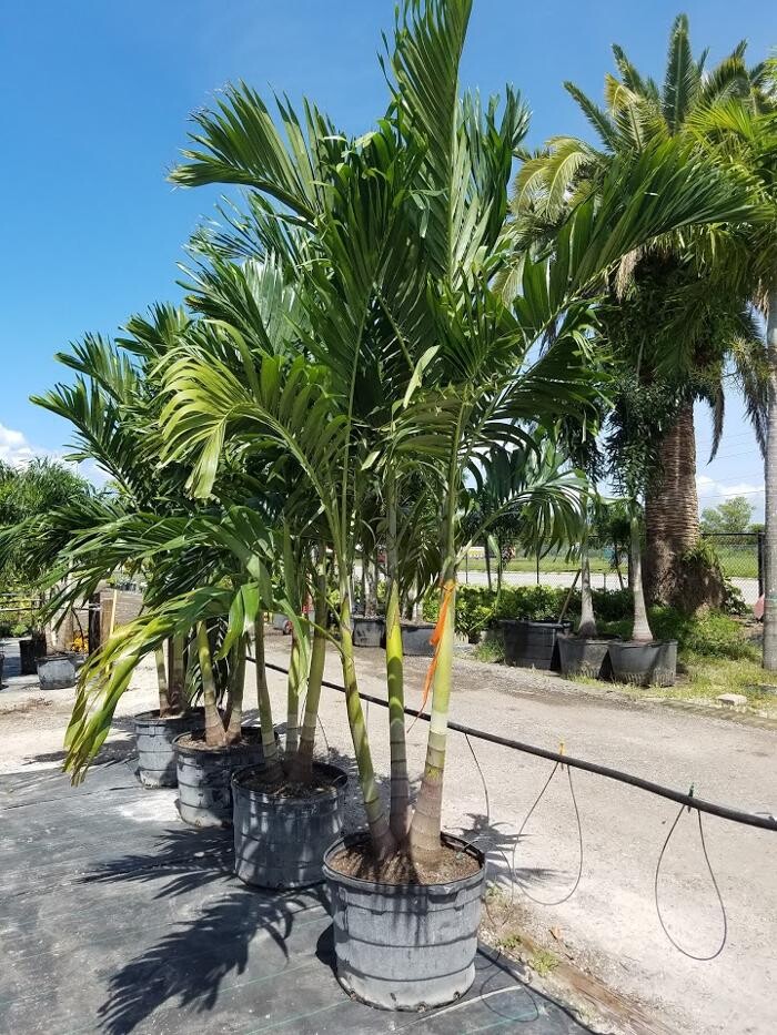 Images Palm Trees Direct