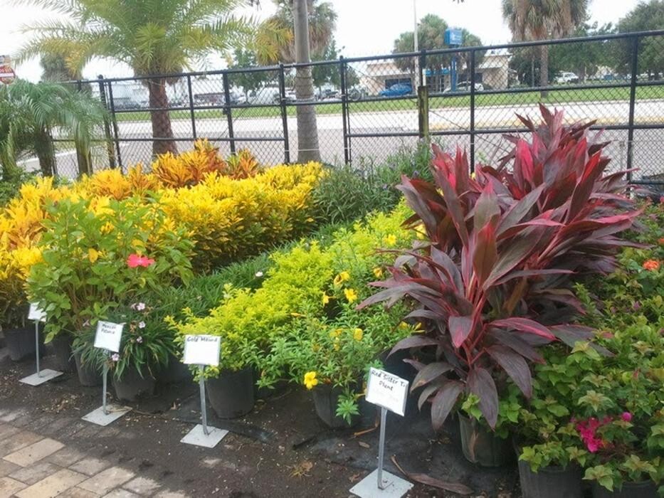 Images Palm Trees Direct