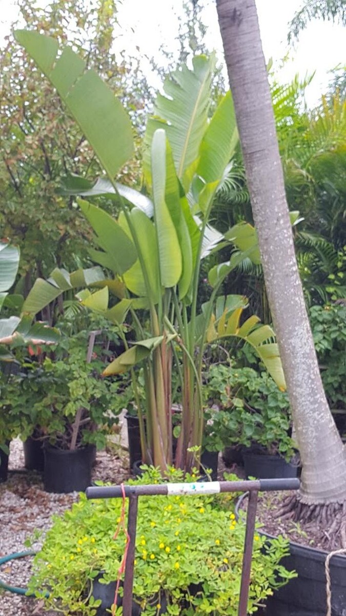 Images Palm Trees Direct