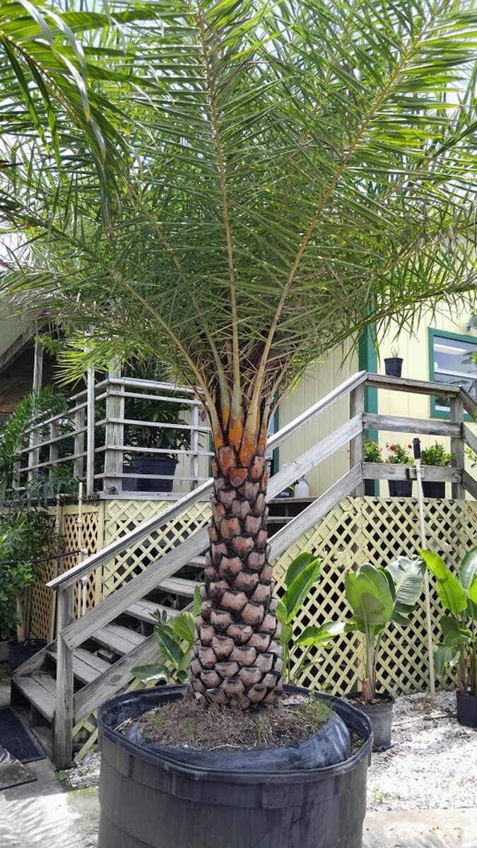 Images Palm Trees Direct