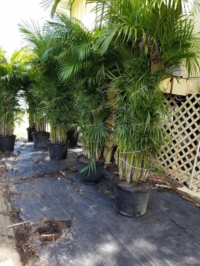 Images Palm Trees Direct