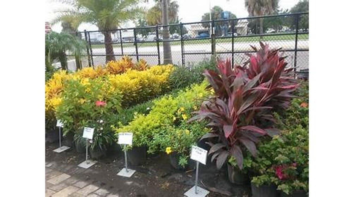 Images Palm Trees Direct