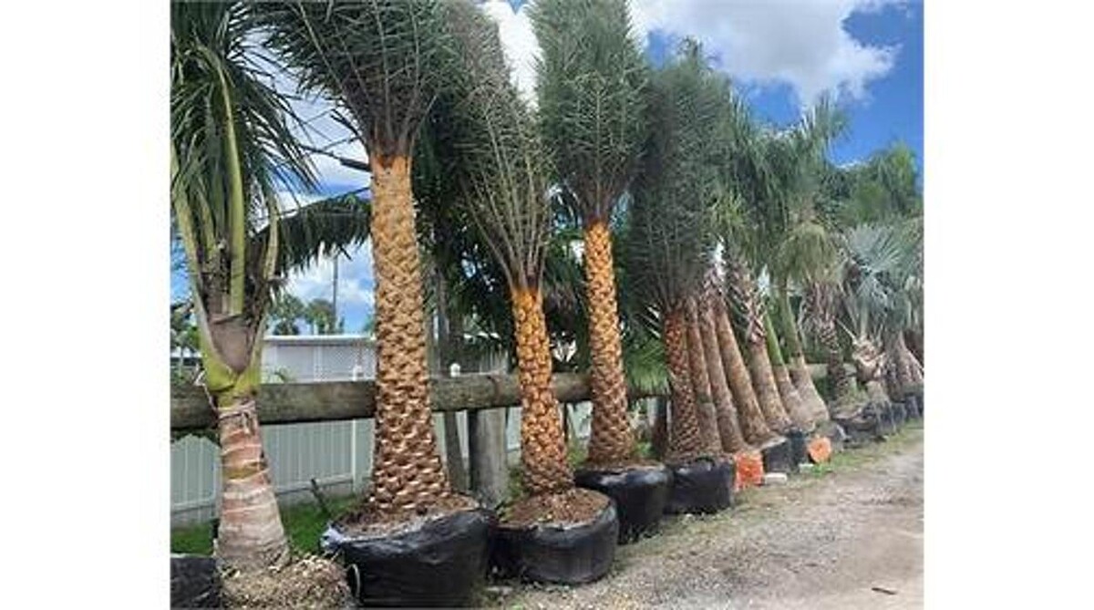 Images Palm Trees Direct