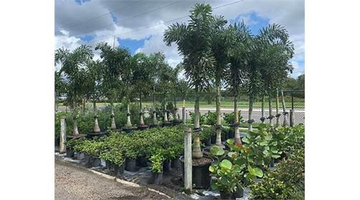 Images Palm Trees Direct