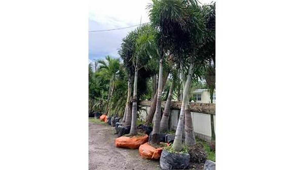 Images Palm Trees Direct