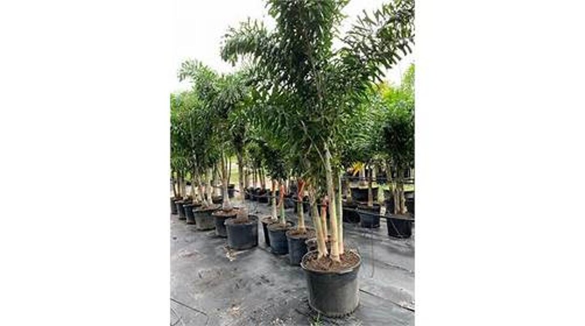 Images Palm Trees Direct