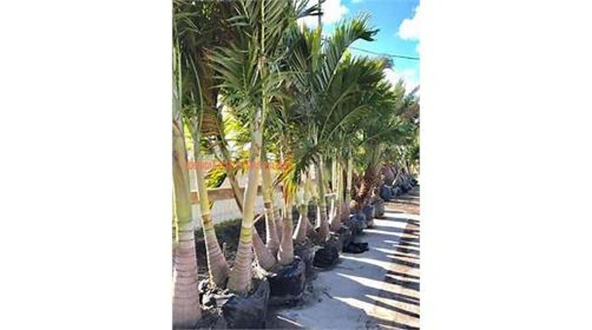 Images Palm Trees Direct