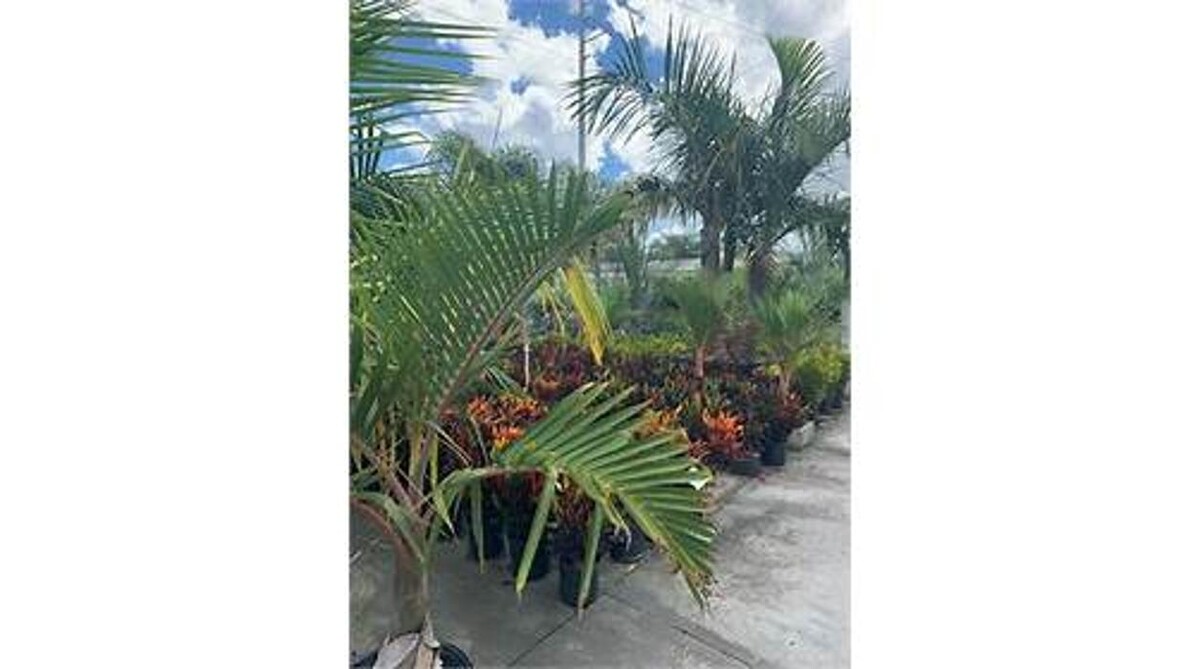 Images Palm Trees Direct