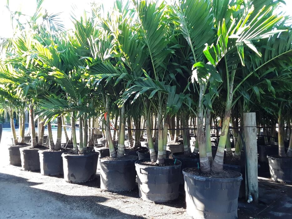 Images Palm Trees Direct