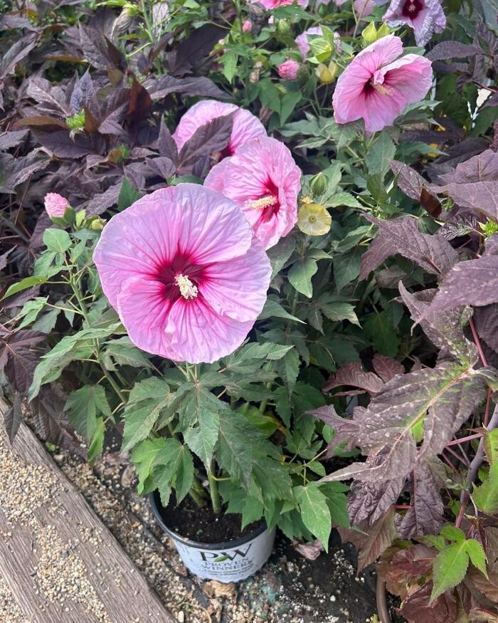 Images Johansen Landscape & Nursery