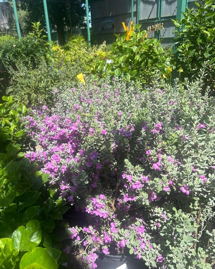 Images Johansen Landscape & Nursery