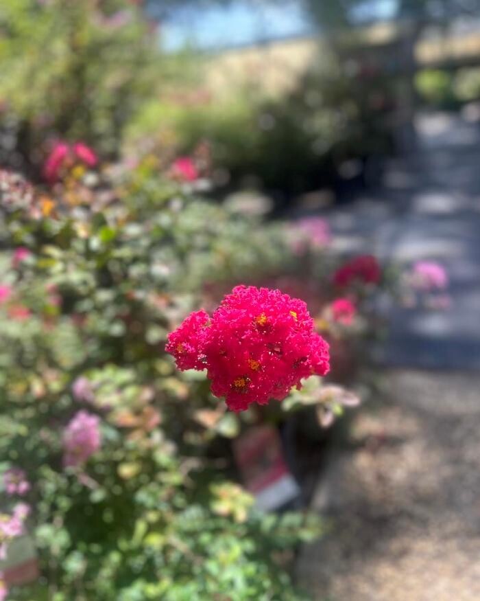 Images Johansen Landscape & Nursery