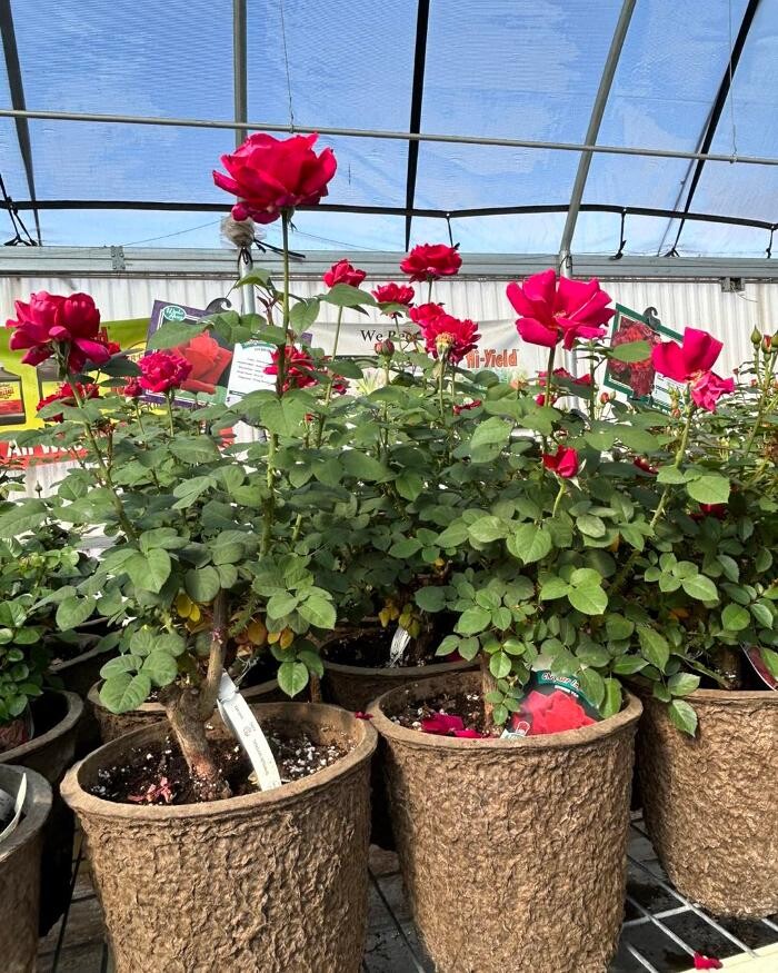 Images Johansen Landscape & Nursery
