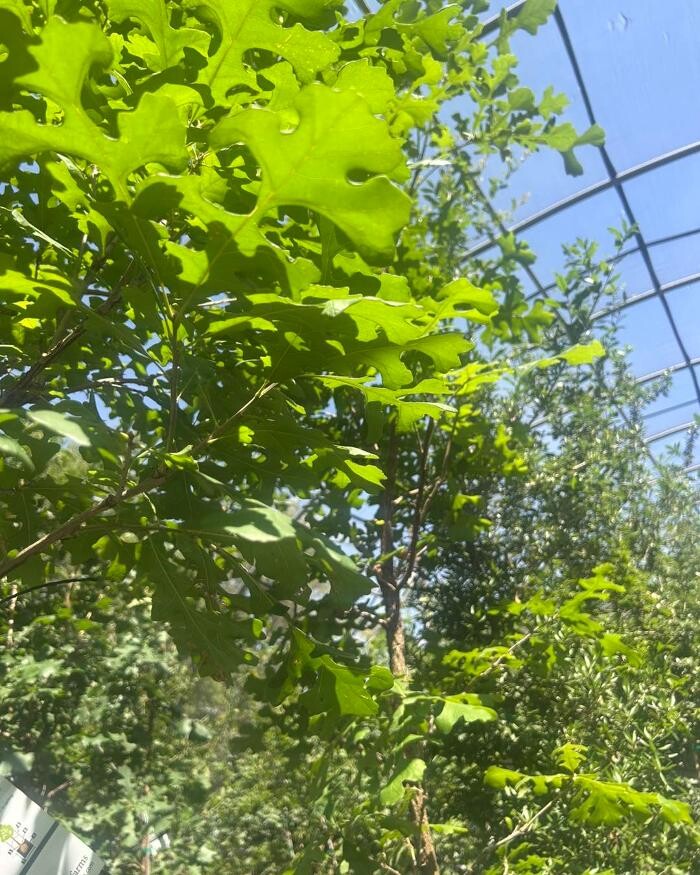 Images Johansen Landscape & Nursery