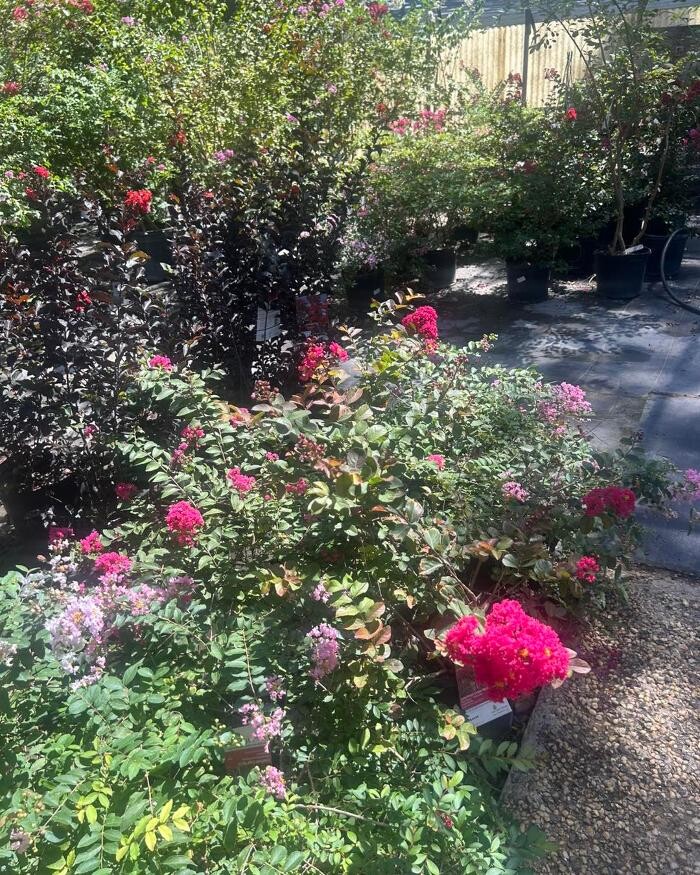 Images Johansen Landscape & Nursery