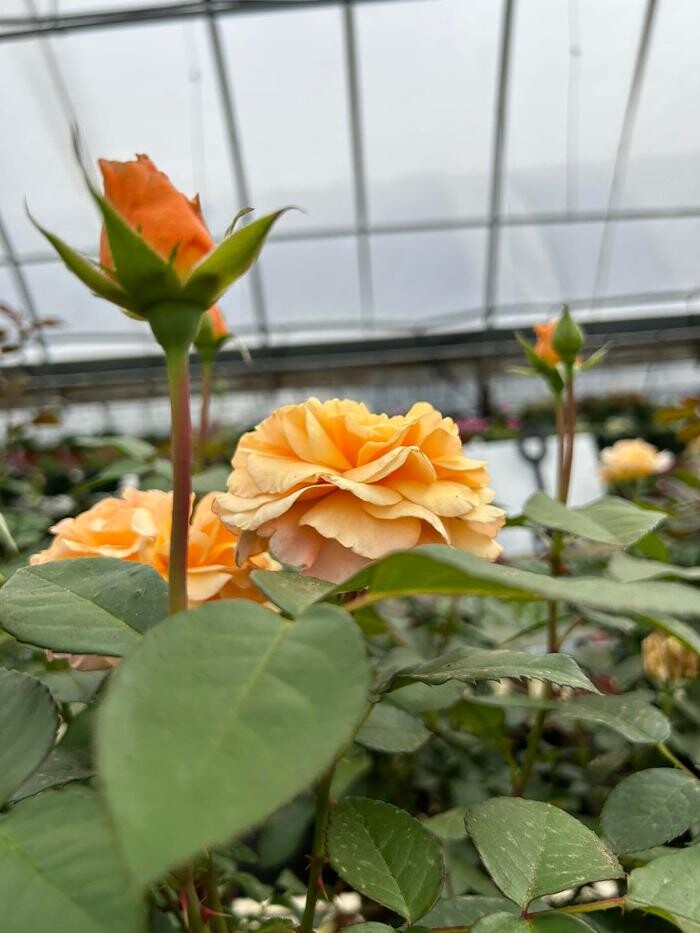 Images Johansen Landscape & Nursery