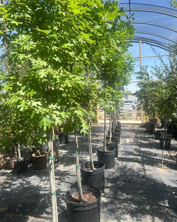 Images Johansen Landscape & Nursery