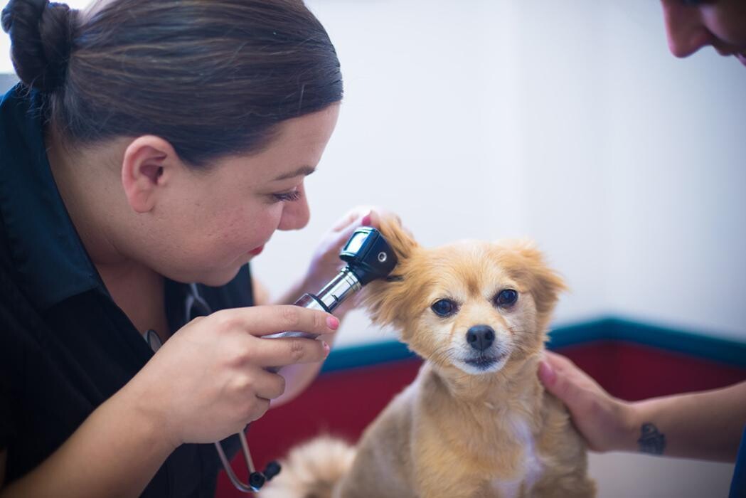 Images Levittown Animal Hospital