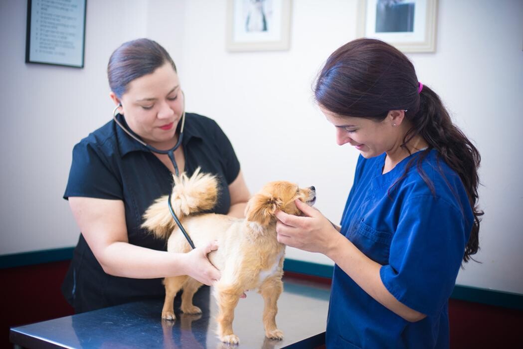 Images Levittown Animal Hospital