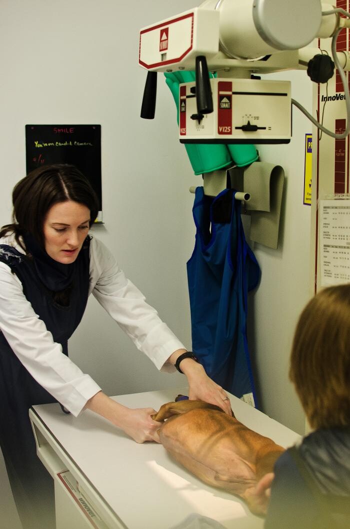 Images Ridgeview Animal Hospital