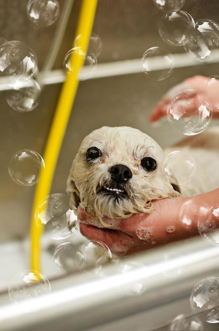 Images Ridgeview Animal Hospital