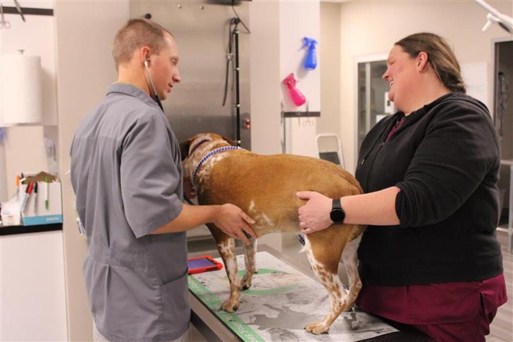 Images Ridgeview Animal Hospital