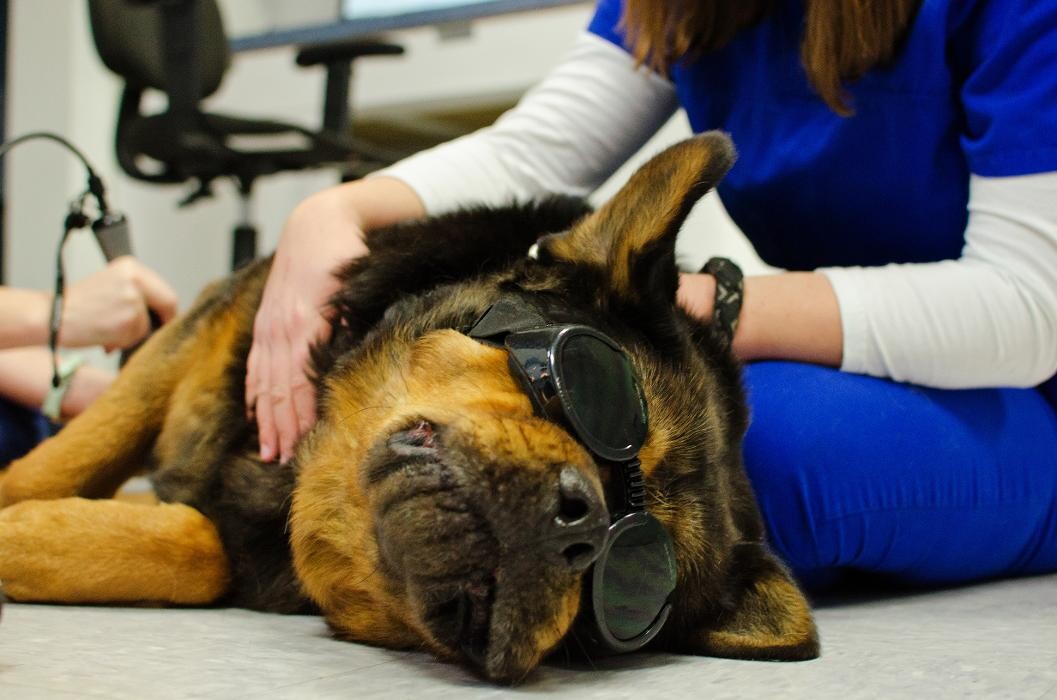 Images Ridgeview Animal Hospital