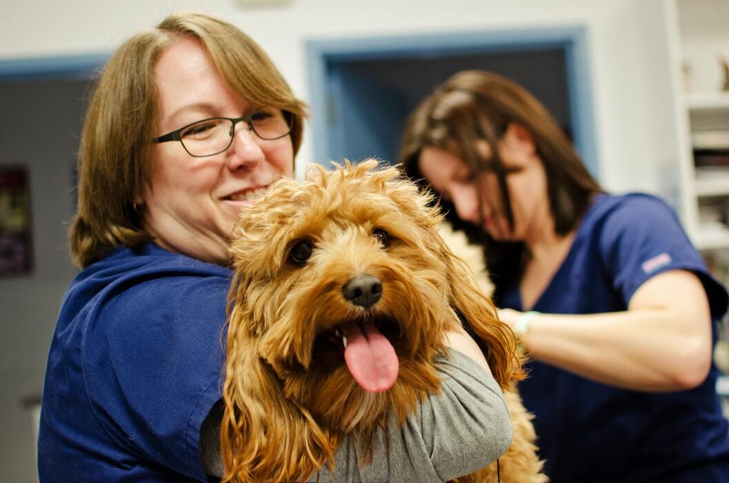 Images Ridgeview Animal Hospital