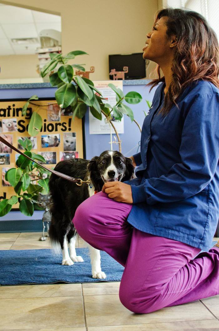 Images Ridgeview Animal Hospital