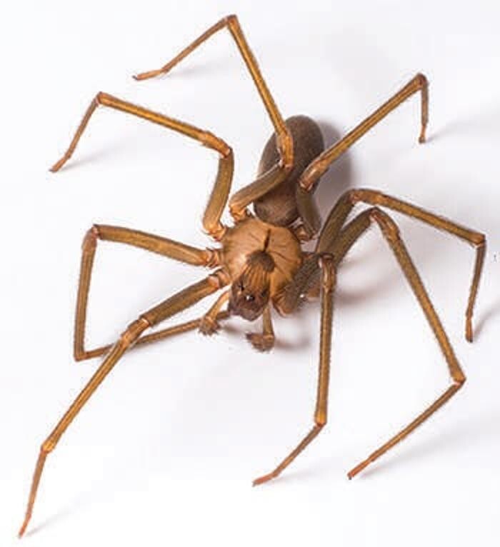 Images Lloyd Pest & Termite Control