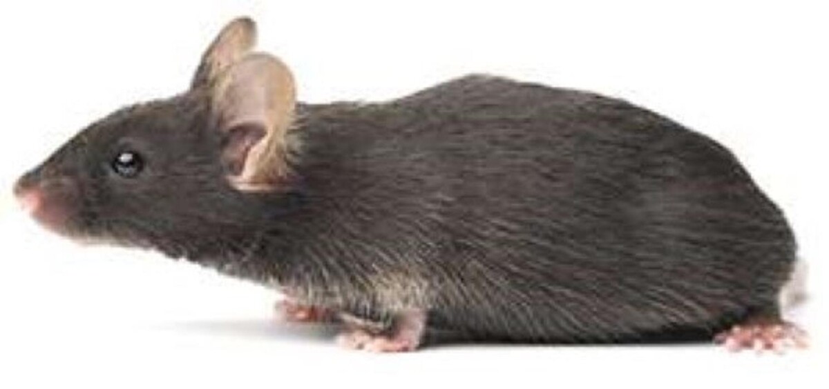 Images Lloyd Pest & Termite Control